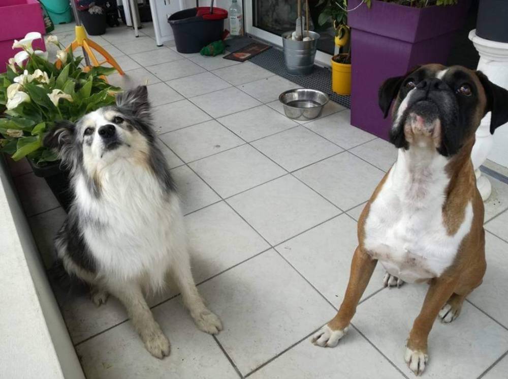 photo chien