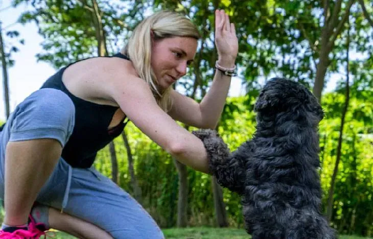 jeu-educatif-chien