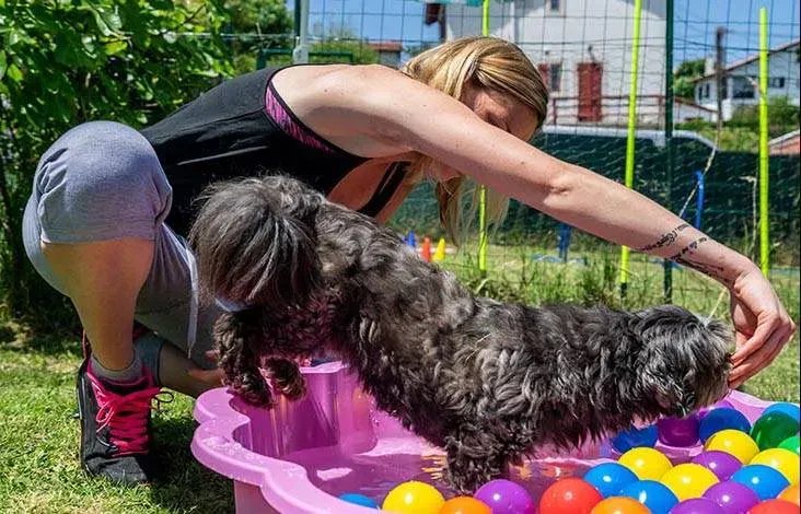 exercice-chien-educateur-canin