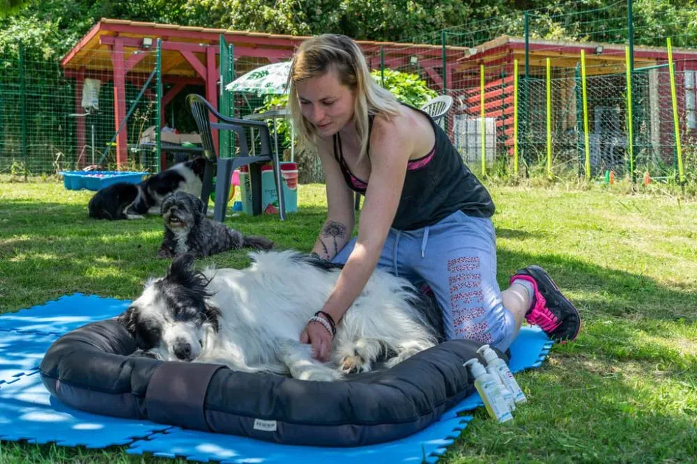 environnement-chien-pays-basque