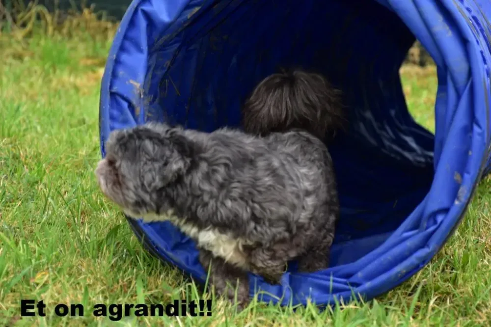 exercices-educatifs-chien