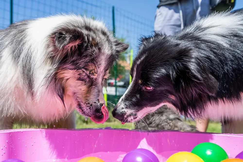 Anniversaire chien près de Ahetze
