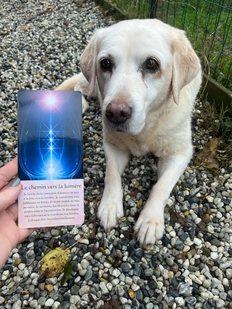 conseils-comportement-chien