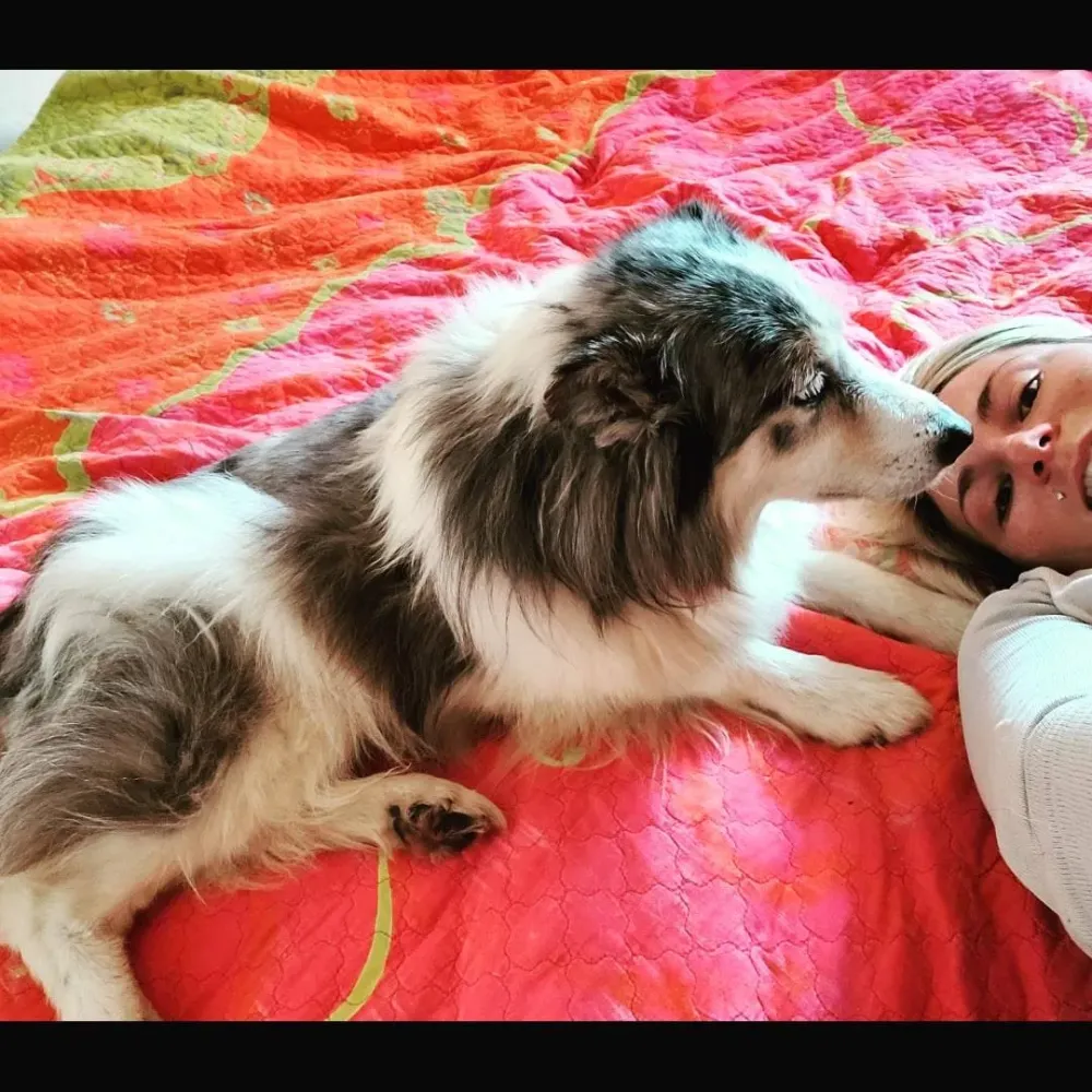 Chiot près de Ahetze