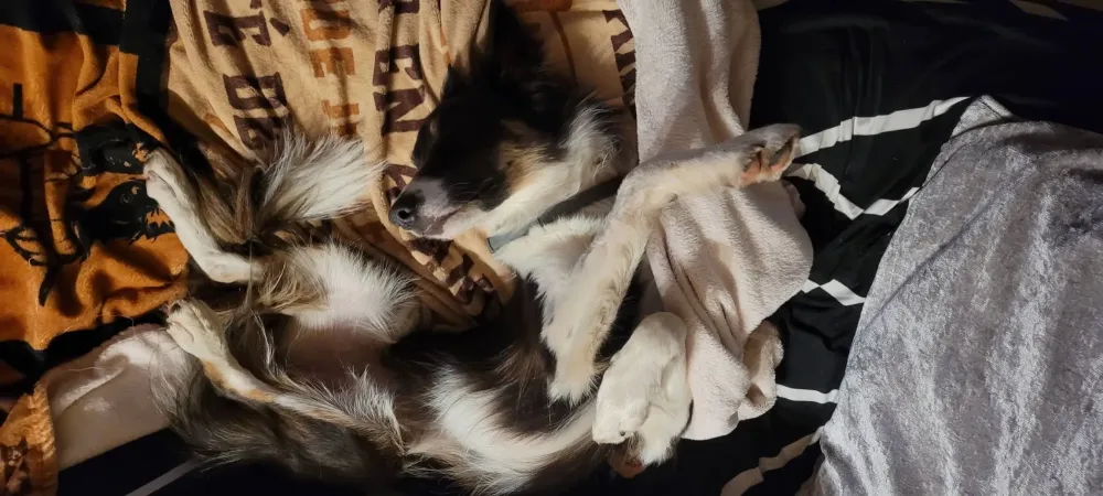 dolce-canine-comportement-canin