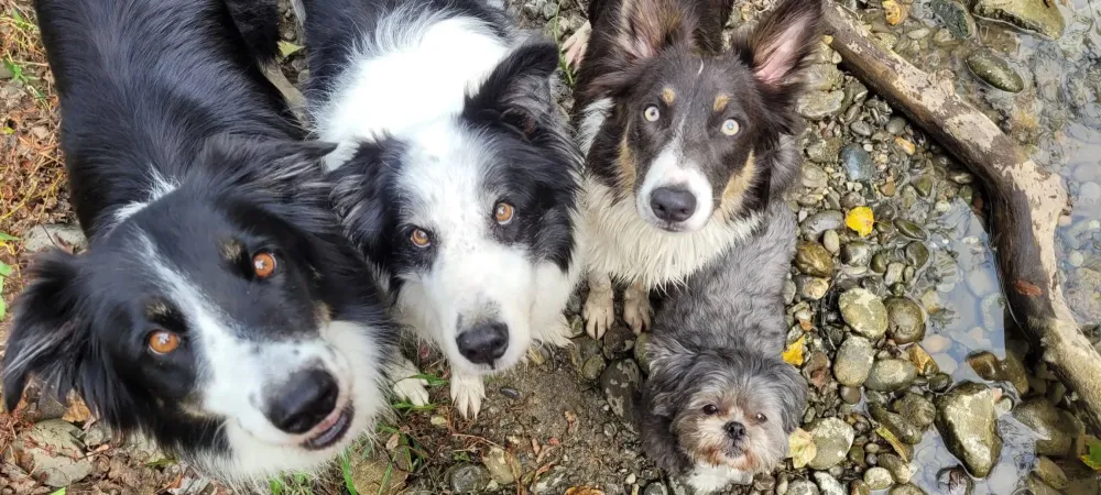 dolce-canine-garderie-chien