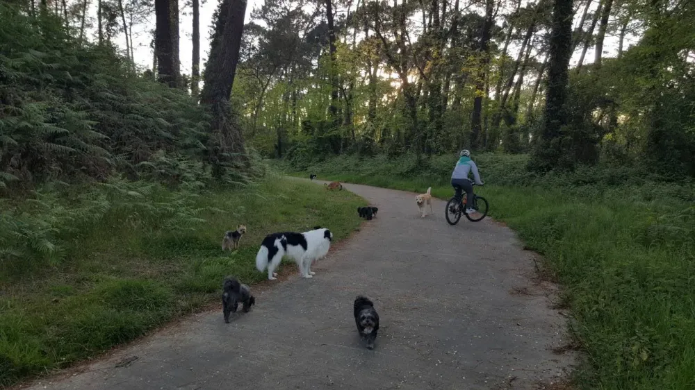 Balade collective chien près de Ahetze