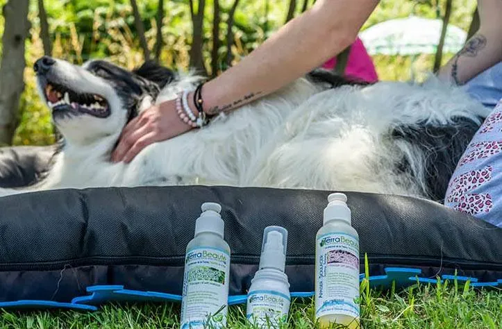 Massages chien près de Ahetze