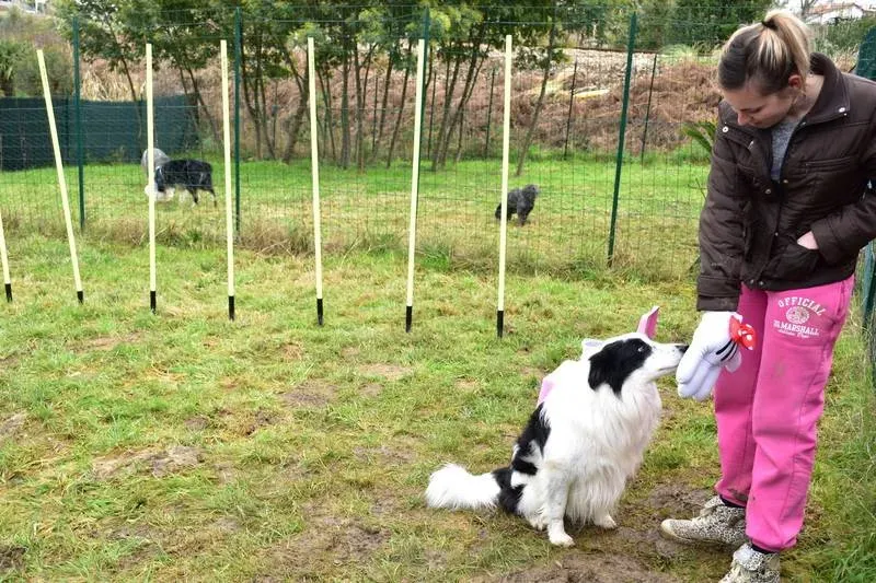 Soins bien-être chien près de Ahetze