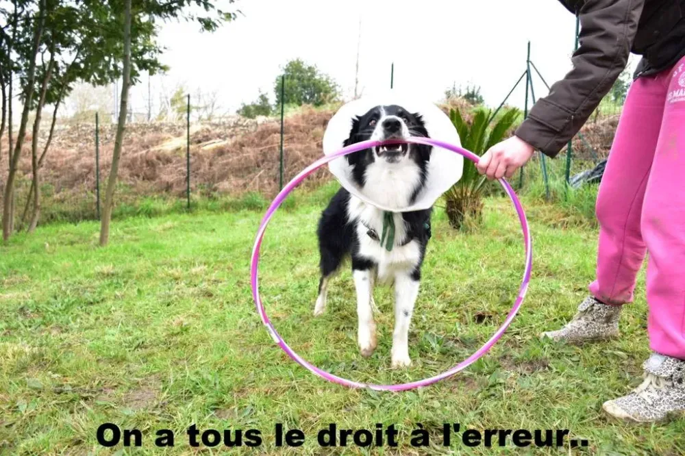 Dog dancing près de Ahetze