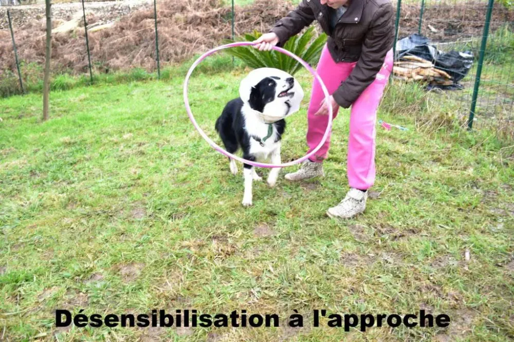 educateur-canin-bidart