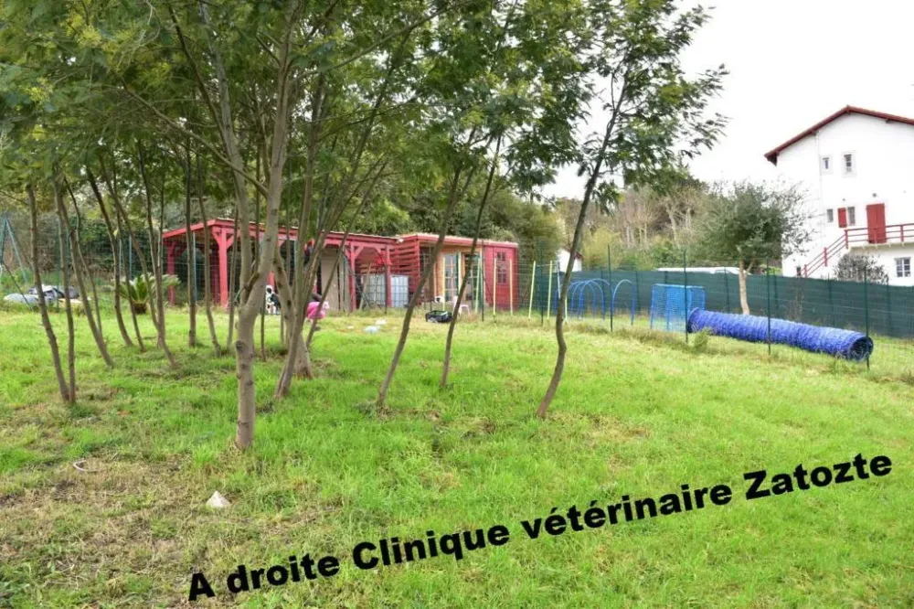 apprentissage-chien-education-positive